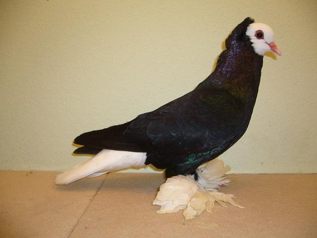 THueRINGER WEISSKoePFE, SCHWARZ.jpg - THÜRINGER WEISSKÖPFE, SCHWARZ von Sperzel, Niklas Preis V97 JSB, 2009